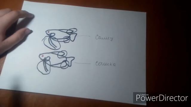 Определение пола у Гурами смотреть онлайн