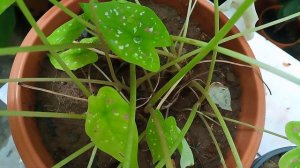 Caladium winter care @dhanyaslifeventure #caladiumplants #ornamentalplant