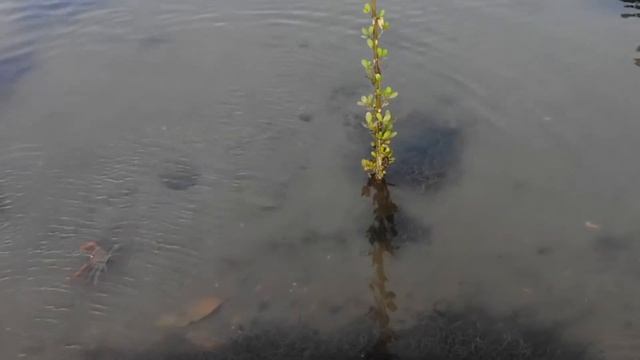 Мангровый лес. смотреть онлайн