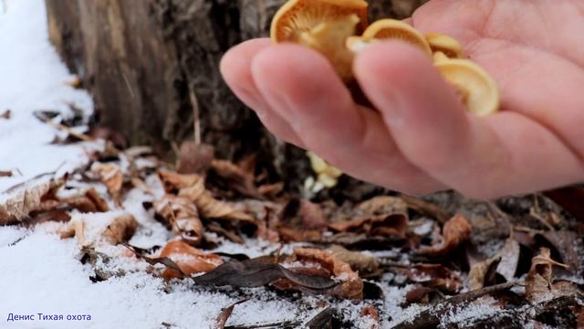 Фламмулина эластика  - собираю зимние грибы | flammulina elastica