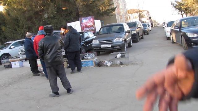 г. Кузнецк. Ярмарка. разговор о курских голубях. смотреть онлайн