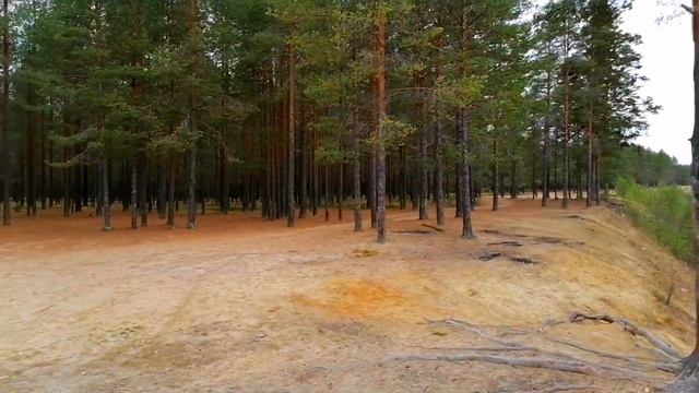 12 октября. Кто куда, а мы в лес по грибы ? смотреть онлайн