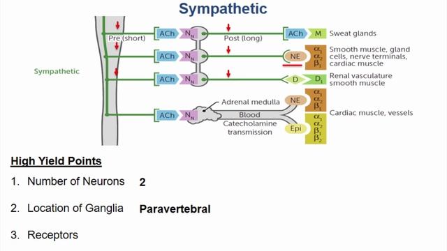 USMLE RX -11.Фармакология -1.Препараты Автономной НС -7.Центральная и Периферическая нервная система