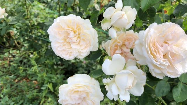 Роза Кордеса , Себастьян Кнейп . Sebastian Kneipp rose , Kordes . смотреть онлайн