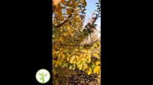 Осенний Светофор