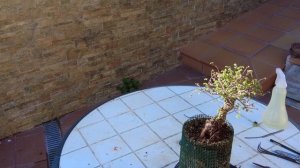 Стили бонсай. Вяз бонсай в стиле Сэкидзедзю (Sekijoju) или  бонсай "обнимая камень".