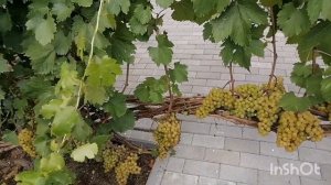 Виноград сорта Московский Белый