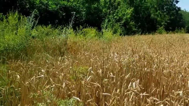САМВЕЛ АДАМЯН ЗИНА ПРОПАЛА. РАВНОДУШИЕ МАТЕРИ