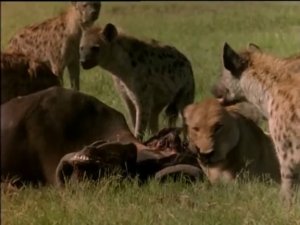 Заклятые враги. Львы и гиены (ч.1)