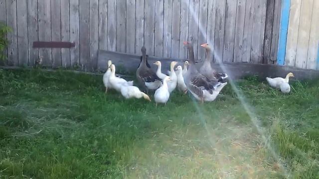 Оставлять или нет, гусят под гусыней . смотреть онлайн