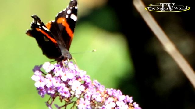 Бабочка "Адмирал" в сентябре на цветущем плюще./Pet Butterfly Red Admiral/-4K.