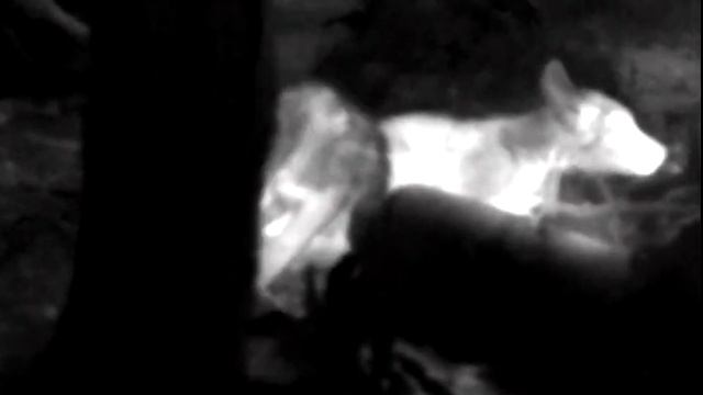 Pulsar Axion XM30 Thermal Monocular example - wolves смотреть онлайн