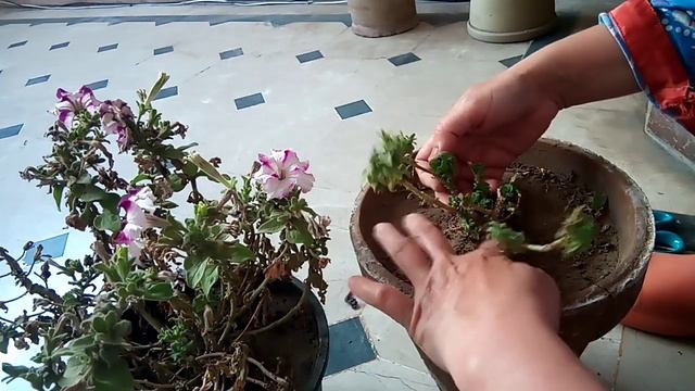 How to save Petunia in summer🌞|saving seeds of Petunia🌺|Lifestyle with T.she's #gardening #vlog смотреть онлайн