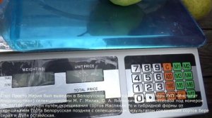 ГРУША ПРОСТО МАРИЯ __ PEAR JUST MARIA - the best pear from Belarus