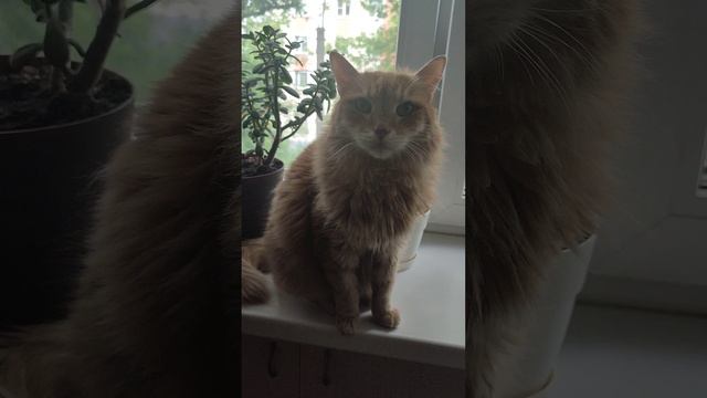 Прошло почти 11 месяцев... Поступают вопросы: Как чувствует себя ваш кот? Жив ли?