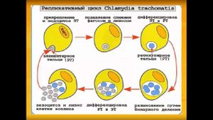 Семейство Риккетсии. Риккетсиозы. Хламидии и Хламидиоз. Микоплазмы и Микоплазмоз.