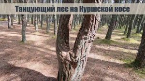 Куршская коса. Что посмотреть и куда сходить