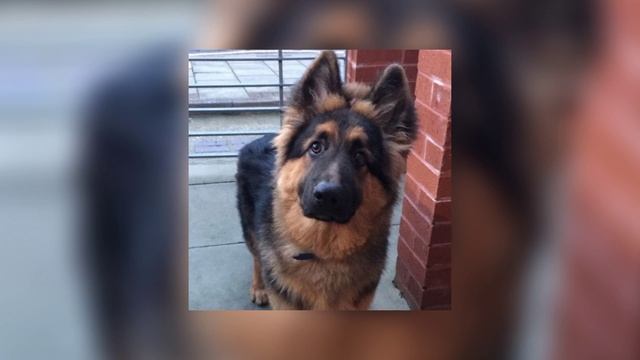 seemee & soda luv - голодный пес speed up смотреть онлайн