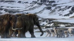 Life on our Planet (2023) woolly Mammoth vs Cave lion scene