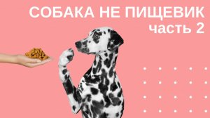 Собака не пищевик. Часть 2