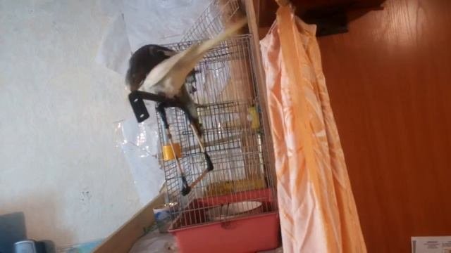 Размножение корелл