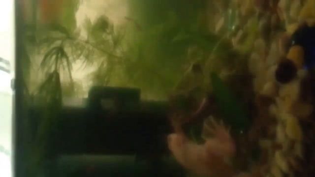 Декоративная аквариумная лягушка. смотреть онлайн