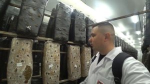 ВЫРАЩИВАНИЕ ЭКЗОТИЧЕСКИХ ГРИБОВ. КРУПНЕЙШЕЕ ПРОИЗВОДСТВО. КУРСК