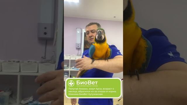 Попугай Амазон, зовут Арчи, возраст 4 месяца, обратился из-за отказа от корма.