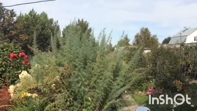 VLOG: ОБЗОР ДАЧИ/ ЯБЛОКИ XXL смотреть онлайн