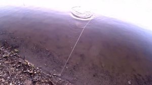 Ловля судака на резинку с берега весной на червя! Рыбалка 2022 на Дону