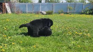 Щенки ньюфаундленд 1.5 месяца