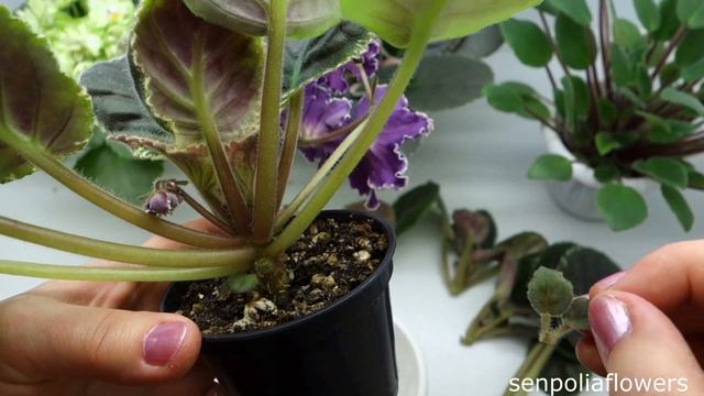 ПАСЫНКИ фиалок - что и как смотреть онлайн