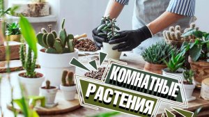 Зимний уход за комнатными растениями: советы и рекомендации ✔️