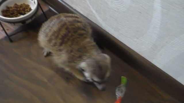 НИКОГДА НЕ ПРОБУЙТЕ ЗАБРАТЬ у СУРИКАТА КОНФЕТКУ смотреть онлайн