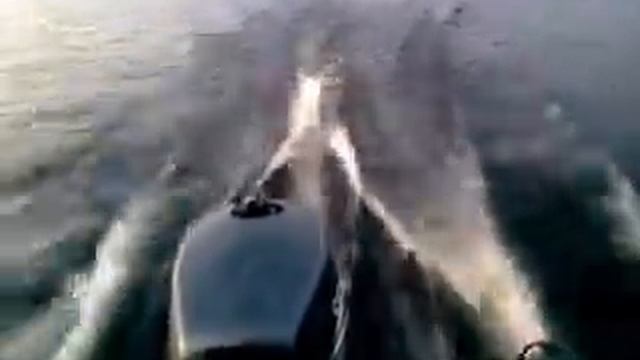 векошинка sea pro 5 л.с. dingo 27F смотреть онлайн