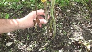 Обрезка Малины Осенью, Когда и как Обрезать Малину.