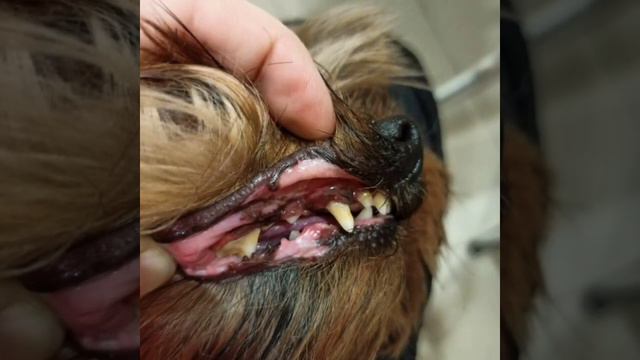 ГРУМИНГ йоркширского терьера. смотреть онлайн