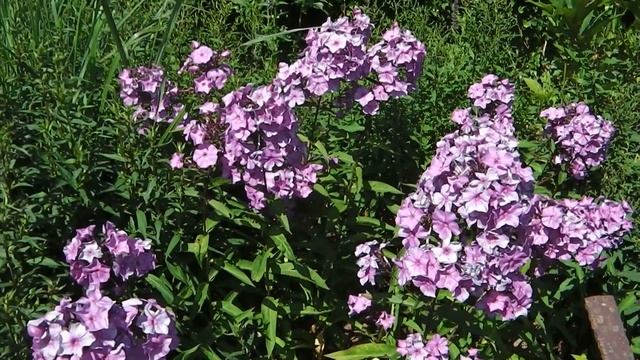 Phlox paniculata "Blue Paradise" смотреть онлайн