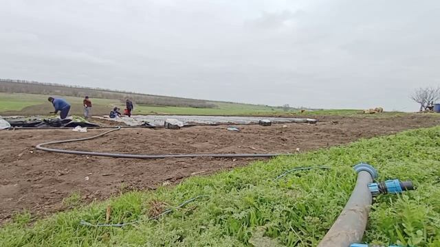 Посадка рассады фриго весной #клери #альба #джоли #вайбрант смотреть онлайн