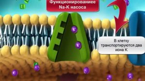 Натрий калиевый насос