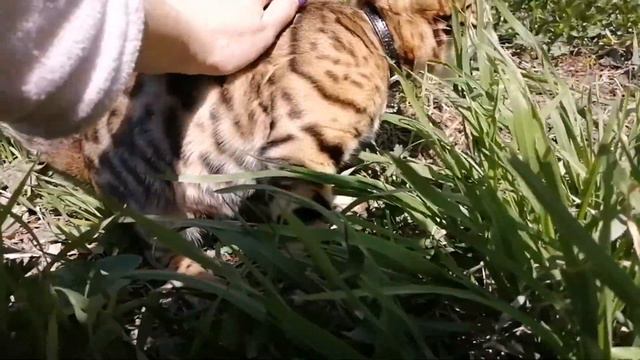 Бенгальская кошка