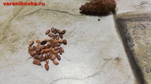 Сажаем сосну крымскую семенами #ПереездНаЮг #ДомНаЮге #Варениковская #КраснодарскийКрай #Кубань