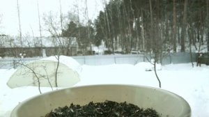 Забота о птицах в суровый зимний период. Дятел.