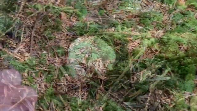 Pilze im Juni | 12.06.2022 | Pfifferlinge, Frauentäublinge, Rotfußröhrlinge, Schleimpilze, Hexenei смотреть онлайн