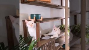 полки для кошек своими руками, полки для кошки на стене, двери межкомнатные, bit.ly/dverirossii