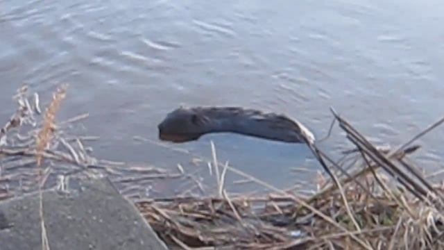 Бобер а Риге смотреть онлайн