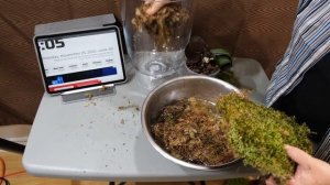 Орхидея погибает! Спасение больной орхидеи