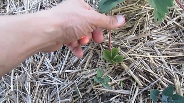 Клубника под соломой 2018 смотреть онлайн