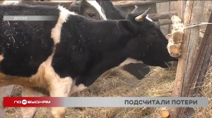 Ввозимый в Иркутскую область скот из других регионов проверяют на пропускных пунктах