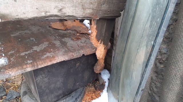 Изголодавшиеся приютские собаки СОЖРАЛИ козла! Самосуд над Зябликом! Жизнь приюта в формате АБЫЧО!